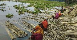 পাবনায় কৃষকদের সুদিন ফিরবে সোনালি আঁশে 