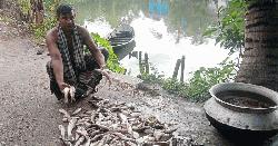কচুয়ায় পুকুরে বিষ প্রয়োগে মাছ নিধন