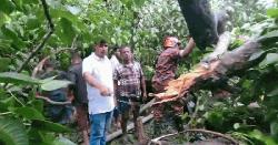শতবর্ষী বটগাছ ভেঙে আহত ১৭