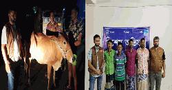 ৭টি চোরাই গরুসহ চোর চক্রের ৪ সদস্য গ্রেপ্তার