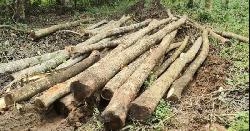 ভালুকায় ৪০ লাখ টাকার গাছ কাটার অভিযোগ