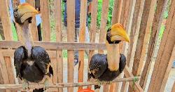 বনবিভাগের অভিযানে দুর্গম রেমাক্রি থেকে দুটি ধনেশ পাখি উদ্ধার