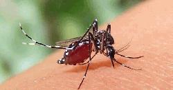 ডেঙ্গুতে সর্বোচ্চ আক্রান্ত চট্টগ্রাম বিভাগে