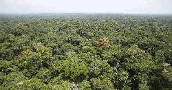 এক বছরে ৫ হাজার একর বনভূমি উদ্ধার