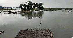 কষ্টের ফসল ডুবেছে পানিতে