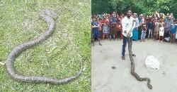 ১০ ফুট দৈর্ঘ্যের অজগর উদ্ধার করলেন কুড়িগ্রামের এক জেলে