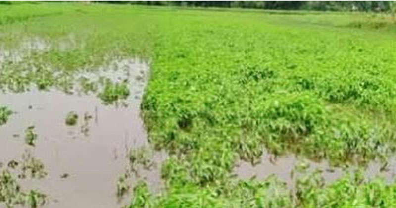 অতিরিক্ত পানিতে পাটগাছের গোড়া পচে গিয়ে গাছের বৃদ্ধি থেমে গেছে।