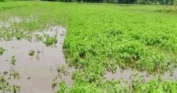অতিরিক্ত বৃষ্টিতে পাইকগাছার পাটচাষিদের স্বপ্নভঙ্গ 