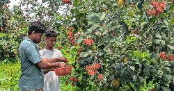 ভালুকায় বিদেশি ফল রামবুটান চাষে সফল ২ কৃষি উদ্যোক্তা