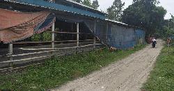 আওয়ামী লীগ নেতার খামার থেকে ৫ টি গরু লুট