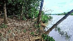 মধুমতি নদীর ভাঙ্গনে শতাধিক পরিবার গৃহহীন