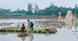 টাঙ্গাইলে পাটের আবাদ ভালো হলেও বিপাকে কৃষক