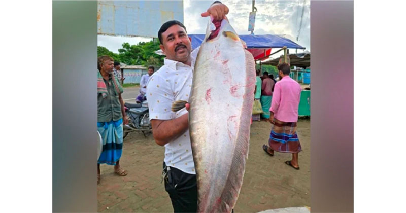 ৯ কেজি চিতল মাছ
