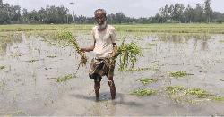 পাঁচবিবিতে জমির বিবাদে কৃষকের ধান ক্ষেত ধ্বংস 