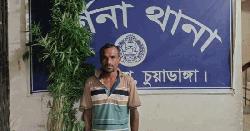 দর্শনায় গাঁজার ৫২টি গাছসহ চাষি আটক