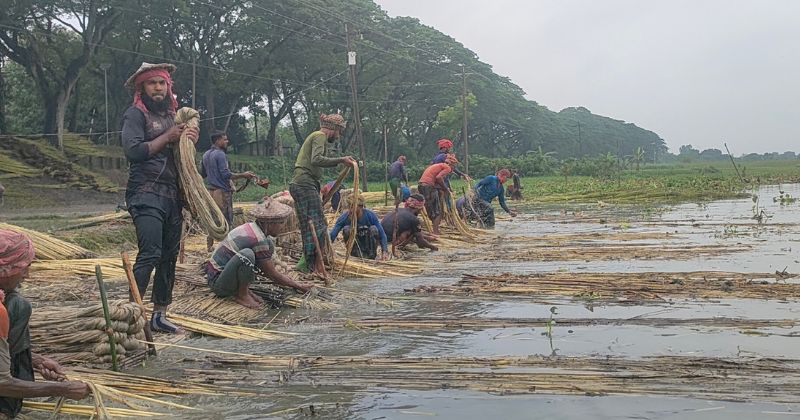 দামুড়হুদায় সোনালী পাটের স্বপ্ন বুনছেন কৃষকরা
