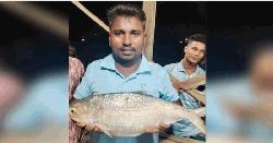 দুই কেজির বেশি ওজনের ইলিশ ৯ হাজার টাকায় বিক্রি
