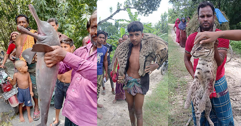বাড়ছে বন্য ও জলজ প্রাণী হত্যা