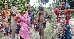 প্রশাসনের নীরব ভূমিকায় ঝিনাইদহে বাড়ছে বন্য ও জলজ প্রাণী হত্যা