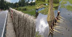 সাদুল্লাপুরে বিলুপ্তির পথে পাটচাষ 