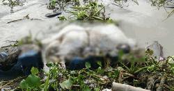 খুলনার কাজীবাছা নদী থেকে বস্তাবন্দি লাশ উদ্ধার