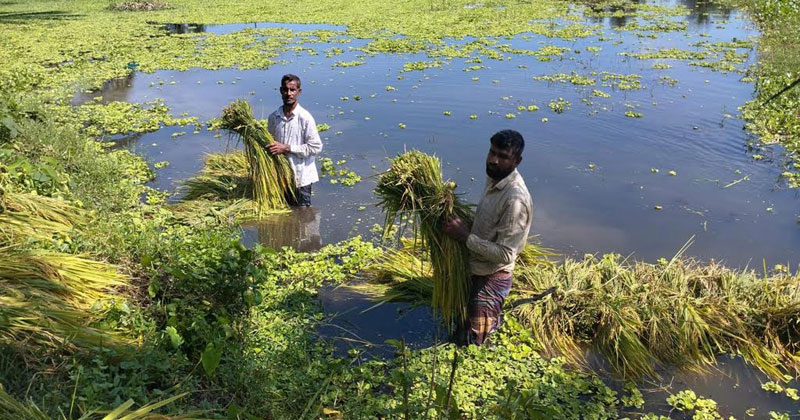 ইঁদুরের যন্ত্রণায় দিশেহারা হয়ে পড়েছেন তারা