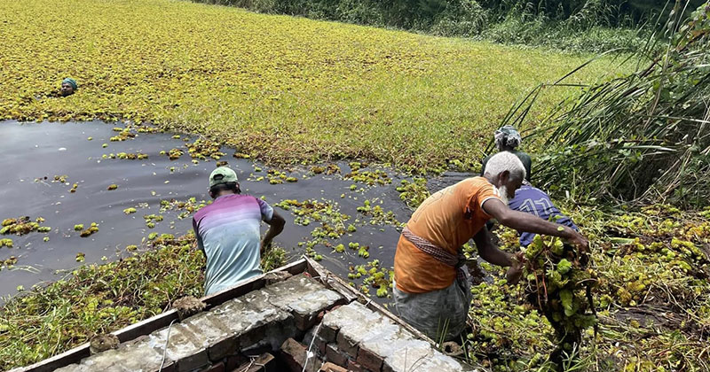 বিএনপির প্রতিষ্ঠাবার্ষিকীতে ববি ছাত্রদলের পরিত্যক্ত পুকুর পরিষ্কার