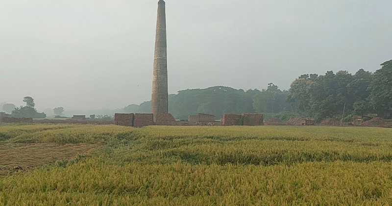 দামুড়হুদায় পতিত ৩১ ইট ভাটার ৬৬ একর জমিতে আউশ ধান চাষ