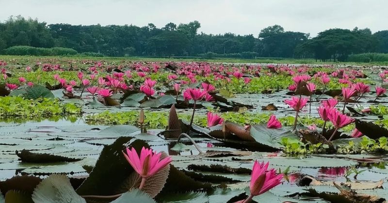 চেচুয়া-গলহর বিল