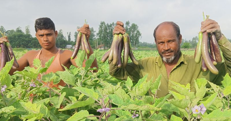 লাভের আশায় বেগুনের চাষ, ভাইরাস আক্রান্তে চাষিদের স্বপ্নভঙ্গ