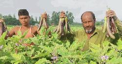 লাভের আশায় বেগুনের চাষ, ভাইরাস আক্রান্তে চাষিদের স্বপ্নভঙ্গ 