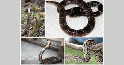 সাপ দংশন করলেই কি মানুষ মারা যায়?