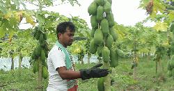 পেঁপে চাষে সফল তরুণ উদ্যোক্তা রাজবাড়ীর আরিফুল 