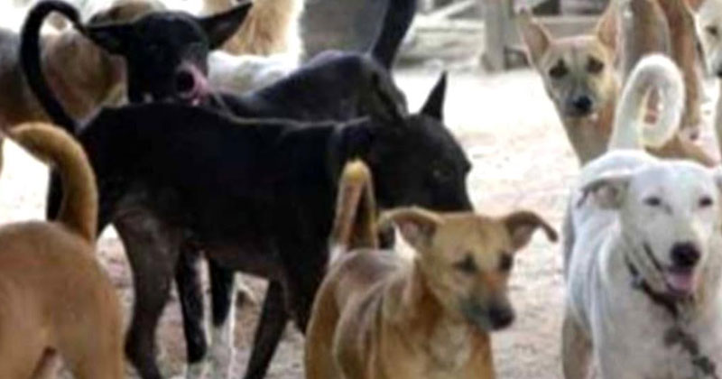 সাধারণ মানুষ কুকুরের আক্রমণের শিকার হচ্ছেন