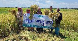 মেঘনায় আউশ আবাদে সাফল্যের ছাপ, বাড়ছে কৃষকের আগ্রহ