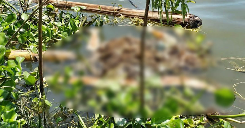 উপজেলার গালা ইউনিয়নের চরবর্ণিয়া গ্রামের হুরাসাগর নদীর নৌকা ঘাটের পাশে লাশটি দেখতে পাওয়া যায়।