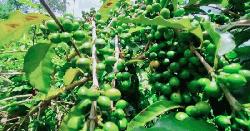 মধুপুরের লাল মাটিতে সোনা ফলে