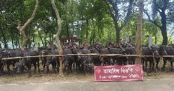 ভ্রাম্যমান আদালত ও বিজিবির অভিযানে ভারতীয় মহিষ জব্দ: একজনের কারাদণ্ড   
