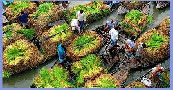 পিরোজপুরে জমজমাট আমনের চারার ভাসমান হাট