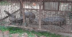 তেঁতুলিয়ায় জালে আটকে পড়া সাত ফুট লম্বা অজগর উদ্ধার