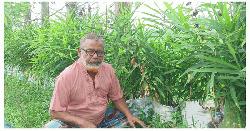 কুড়িগ্রামে বস্তায় আদা চাষে দ্বিগুন লাভের সম্ভাবনা