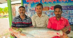 পদ্মায় ধরা পড়ল লাখ টাকার ঢাঁই মাছ
