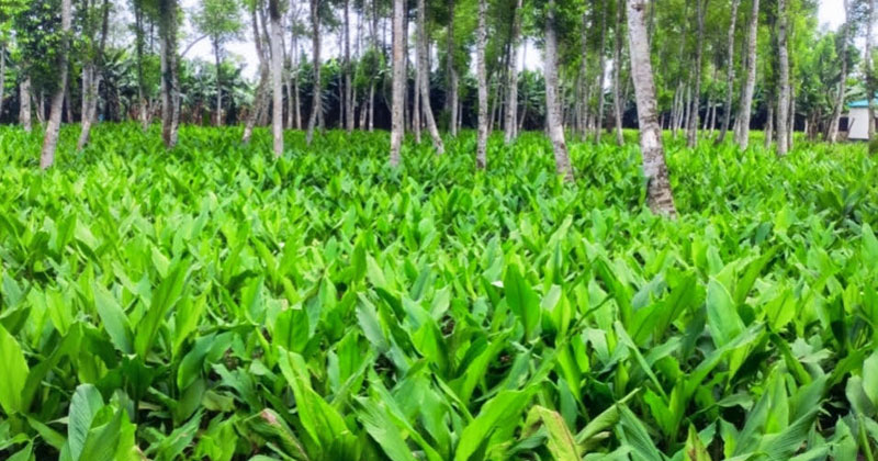 এ বছর ৯৮০ হেক্টর জমিতে হলুদের চাষ করা হয়েছে