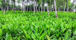 টাঙ্গাইলে হলুদ চাষে ফিরবে কৃষকের সুদিন 