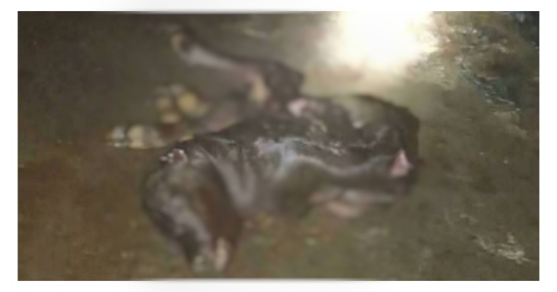 সংগৃহীত ছবি