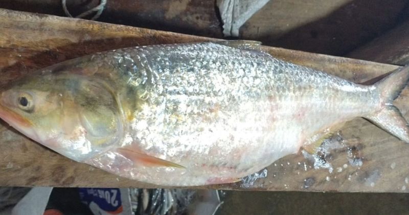 ৪ কেজির রানি ইলিশ