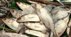 ইলিশের মাথার কেজি ৮০০ টাকা
