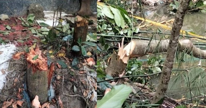 শতাধিক গাছ কর্তন ও নারকেল লুট