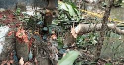 হাজীগঞ্জে মব সৃষ্টি করে জায়গা দখলের পায়তারা, শতাধিক গাছ কর্তন ও নারকেল লুট