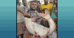 পদ্মার এক পাঙ্গাশ সাড়ে ৬২ হাজারে বিক্রি